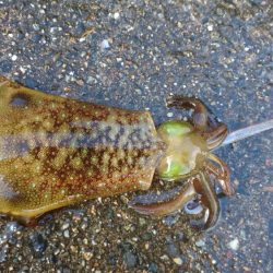 またまたアオリイカゲット！