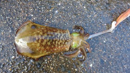 またまたアオリイカゲット！