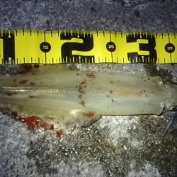 ヤリイカエギング