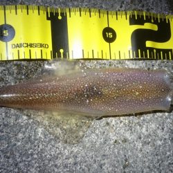 ヤリイカエギング