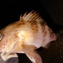 ようやくのメバル