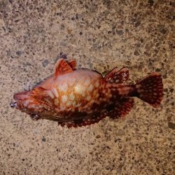 越前海岸ランガン