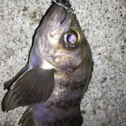 時合は突然に！