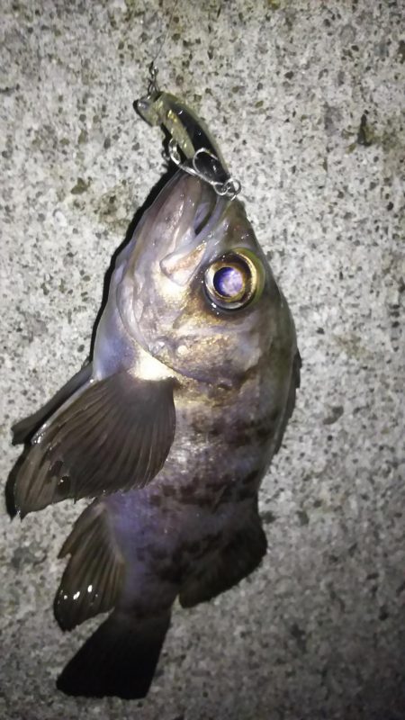 時合は突然に！