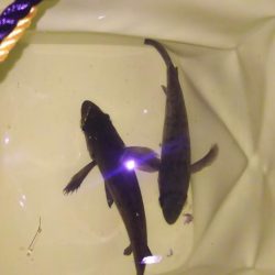 激渋メバリング！