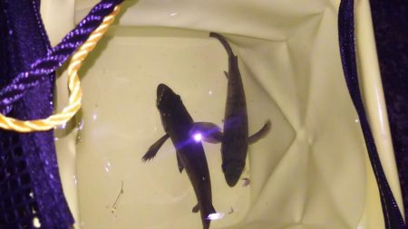 激渋メバリング！