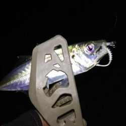 撃沈！日本海アジング…