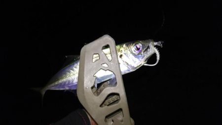 撃沈！日本海アジング…