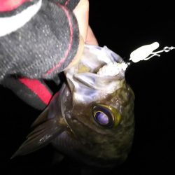 厳寒期小メバリング！