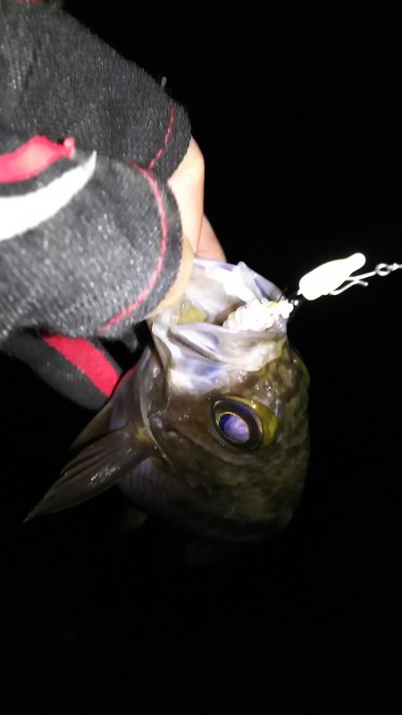 厳寒期小メバリング！