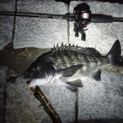 アジ、メバリングのはずが