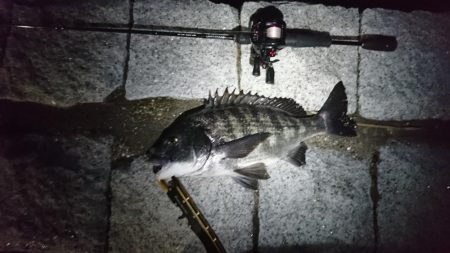 アジ、メバリングのはずが