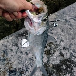 今年の初物釣れました❗ターポンです。