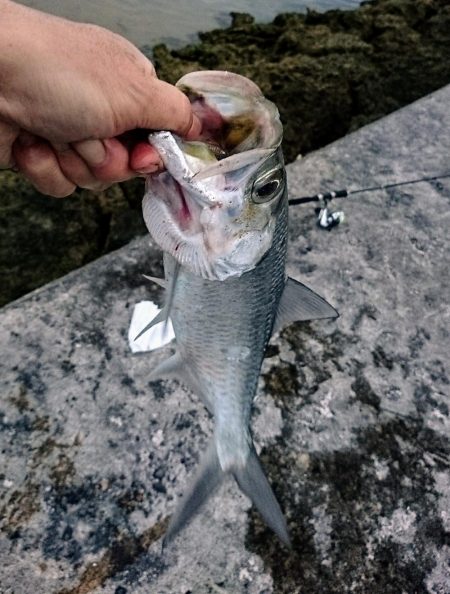 今年の初物釣れました❗ターポンです。