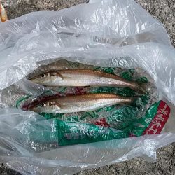 播磨新島赤灯台波止へキス釣査