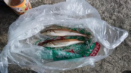 播磨新島赤灯台波止へキス釣査