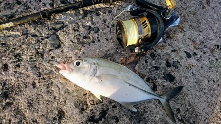 暴風の夕マズメにオニヒラアジ メタルマルでも釣れた