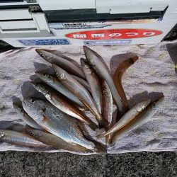 播磨新島赤灯台波止でキス狙い