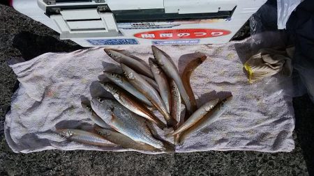 播磨新島赤灯台波止でキス狙い