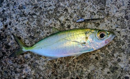 西表島でメアジが釣れました。