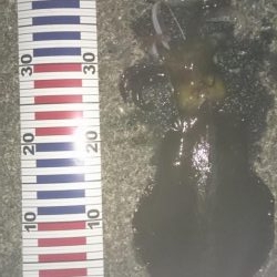 明けましておめでとうございます!