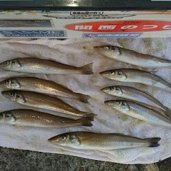 まだ釣れる播磨新島のキス