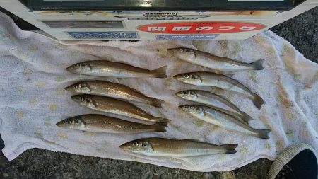 まだ釣れる播磨新島のキス