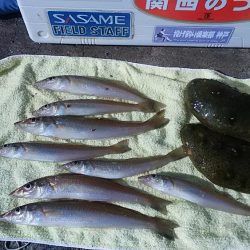 播磨新島赤灯台波止へキス釣査