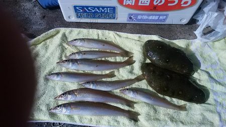 播磨新島赤灯台波止へキス釣査