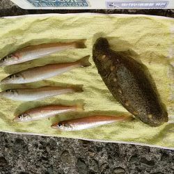 播磨新島のキス釣査