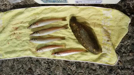 播磨新島のキス釣査