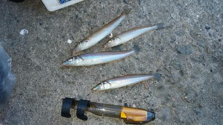 まだ釣れる播磨新島のキス