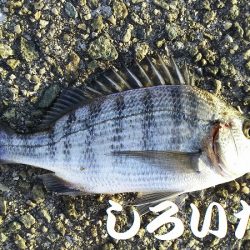 ２０１８年、初釣りは、かわいいアイツがやってきた・・・。