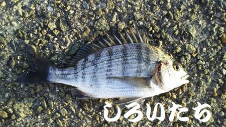 ２０１８年、初釣りは、かわいいアイツがやってきた・・・。