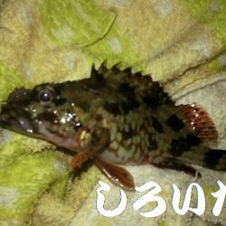 今年２回目の釣りはチビガッシー祭り！