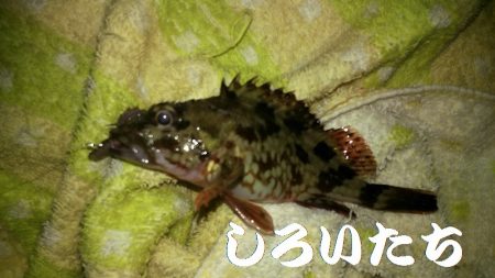 今年２回目の釣りはチビガッシー祭り！