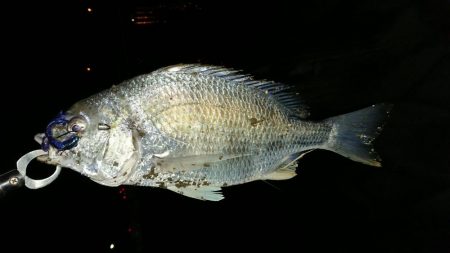 淀川キビレ2018年1月4日