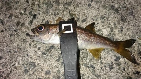 年越しアジング遠征