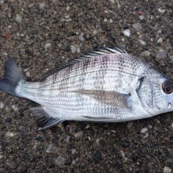 初釣りはめでたい