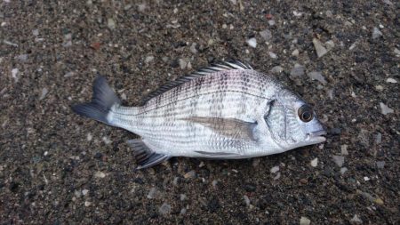 初釣りはめでたい