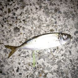 アジの入れ食い堪能