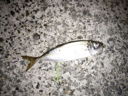 アジの入れ食い堪能