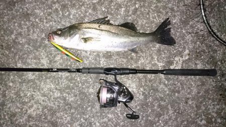 シーバスゲット