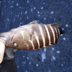 沼島のライトゲーム2日目