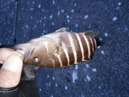 沼島のライトゲーム2日目