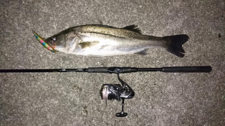 シーバスまだ釣れます