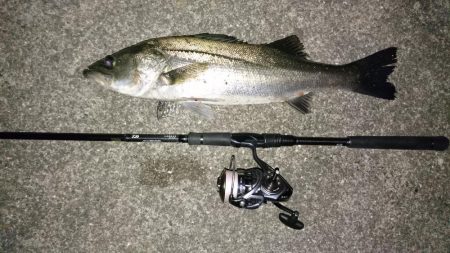 シーバスキャッチ