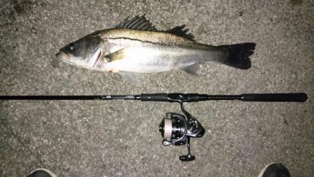 シーバス連日キャッチ