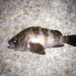 良型ガッシー登場