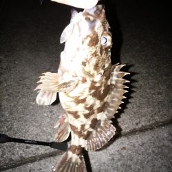 ガッシーは裏切らない